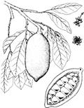 Cupuaçu 